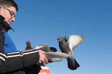 İnsanlar güvercinleri elleriyle besler. İnsanlar kışın şehirde yabani kuşlara bakar ve avuçlarıyla güvercinleri besler. Arka planda, karla kaplı soğuk bir şehir ve mavi bir gökyüzü..