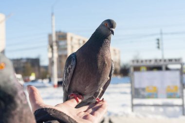 İnsanlar güvercinleri elleriyle besler. İnsanlar kışın şehirde yabani kuşlara bakar ve avuçlarıyla güvercinleri besler. Arka planda, karla kaplı soğuk bir şehir ve mavi bir gökyüzü..