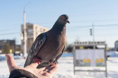 İnsanlar güvercinleri elleriyle besler. İnsanlar kışın şehirde yabani kuşlara bakar ve avuçlarıyla güvercinleri besler. Arka planda, karla kaplı soğuk bir şehir ve mavi bir gökyüzü..
