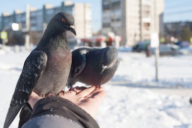 İnsanlar güvercinleri elleriyle besler. İnsanlar kışın şehirde yabani kuşlara bakar ve avuçlarıyla güvercinleri besler. Arka planda, karla kaplı soğuk bir şehir ve mavi bir gökyüzü..