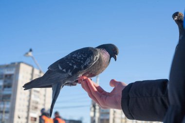 İnsanlar güvercinleri elleriyle besler. İnsanlar kışın şehirde yabani kuşlara bakar ve avuçlarıyla güvercinleri besler. Arka planda, karla kaplı soğuk bir şehir ve mavi bir gökyüzü..