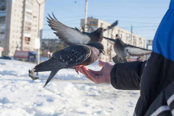 People feed pigeons with their hands. People take care of the wild birds in the winter in the city and feed the pigeons with their palms. In the background, a snow-covered cold city, and a blue azure sky.