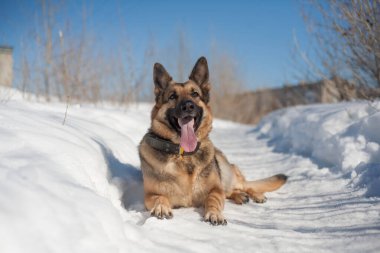 Köpek kar yığınlarında yürür. Alman çoban köpeği, güneşli bir bahar gününde yürüyüş yaparak harika vakit geçireceği iyi bir dosttur..