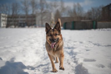 Köpek kar yığınlarında yürür. Alman çoban köpeği, güneşli bir bahar gününde yürüyüş yaparak harika vakit geçireceği iyi bir dosttur..