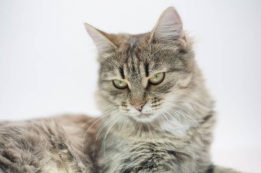 Kedicik açık arkaplanda, çizgili kedi rengi.