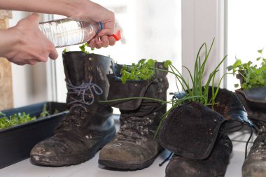 Tohumlar ayakkabıda, ekinler büyür.