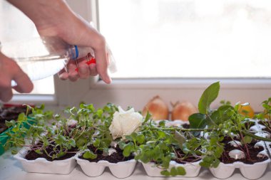 Dairenin camında fideleri suluyorum.