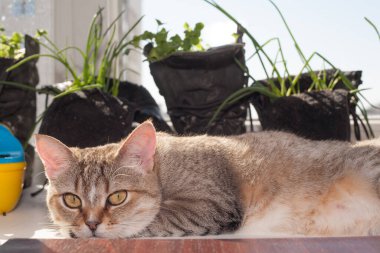 Kedicik güneşlenir pencerenin üstünde, güneşli bir gün arka planda ve yeşil fideler