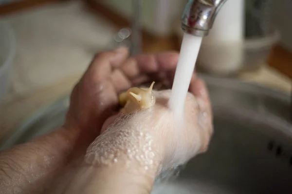 The snail relaxes under the pressure of warm foaming water in the palms of a person