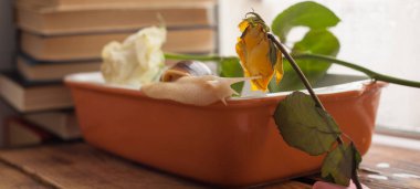 Akasina banyosu, gastropod banyosu, havuzda salyangoz, suda yakın çekim.