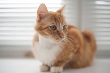 Şişman, turuncu bir kedisi varmış..