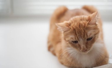 Ivanhoe adında çok sevilen bir turuncu kedi..