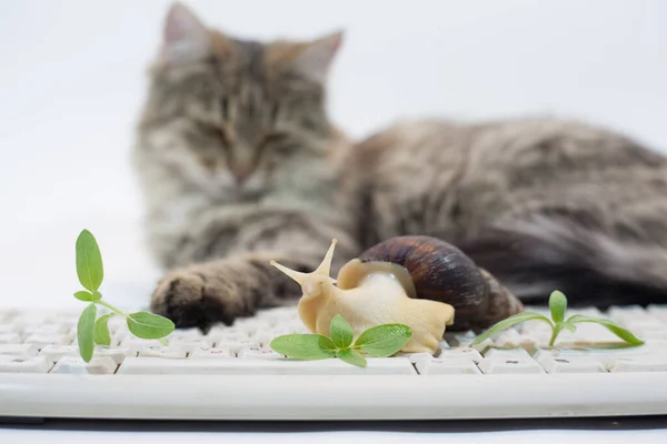 cat and snail, kitty and achatina on a white background
