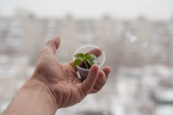 Green sprout in the hands on the background of the city, hope for the future