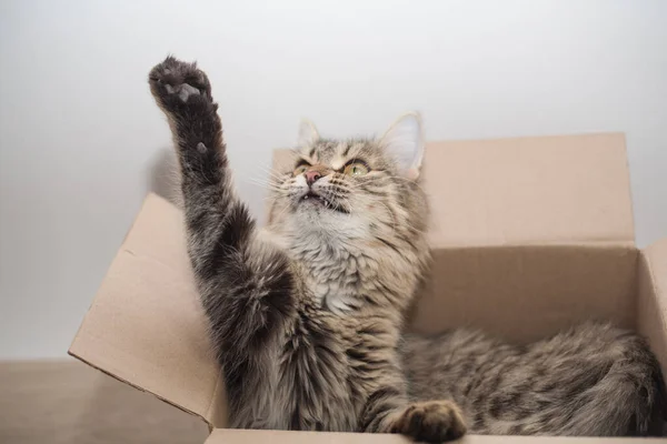 cat in a box, cardboard box and kitty, kitten playing in a cardboard box