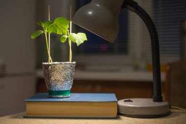 Lambanın altındaki fidelerden oluşan yeşil filizler karanlık bir arka planda bir kitabın üzerinde duruyor.