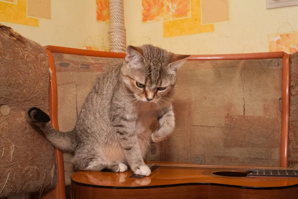 Кошка Сидит Гитаре Кошка Любит Музыку — стоковое фото
