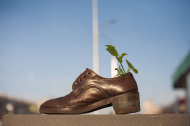 Eski bir ayakkabı, bitkiler için bir kap görevi görür. Şafakta fideleri olan eski bir ayakkabı kentteki bir bankta durur.
