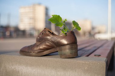 Eski bir ayakkabı, bitkiler için bir kap görevi görür. Şafakta fideleri olan eski bir ayakkabı kentteki bir bankta durur.