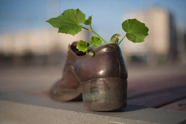 Een Oude Schoen Dient Als Pot Voor Planten Een Oude — Stockfoto