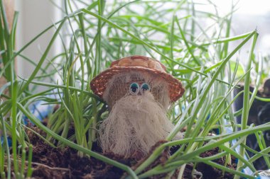 Çiçeklerin arasında bir bahçe cücesi. Hasır şapkalı küçük sakallı bir cüce sebze fidanında oturuyor..