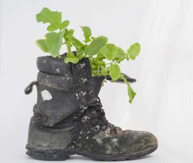 Ayakkabı içinde yeşil salata, beyaz arka planda giyilmiş asker botu, ayakkabıda salata.