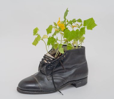 Siyah ayakkabının içinde çiçek açan bir salatalık, subayın botlarında büyüyen bir salatalık, beyaz bir arka planda, ayakkabının içindeki bir bitki, ayakkabısının içindeki bir fidan.