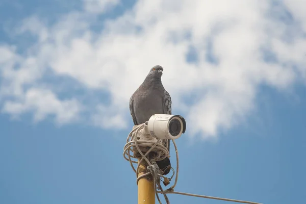 Een Duif Een Beveiligingscamera Een Vogel Een Achtergrond Van Blauwe — Stockfoto