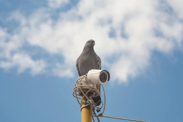 Een Duif Een Beveiligingscamera Een Vogel Een Achtergrond Van Blauwe — Stockfoto