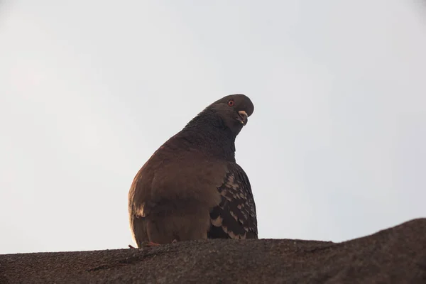 Şafakta Şehirde Güvercin — Stok fotoğraf
