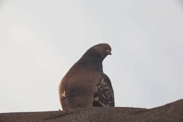 Duif Bij Dageraad Stad — Stockfoto