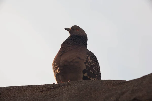 Pigeon Dawn City — Stock Photo, Image