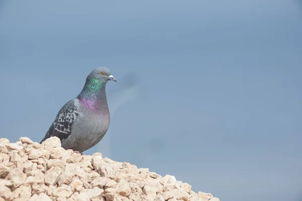 Mavi Gökyüzüne Karşı Kireç Molozu Yığını Üzerinde Güvercinler — Stok fotoğraf