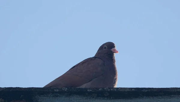 Duva Himmel Bakgrund Brun Fågel Blå Himmel Bakgrund — Stockfoto