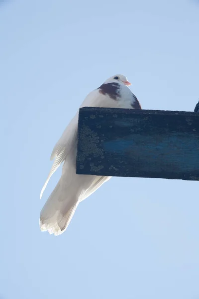 Gołąb Tle Nieba Biały Ptak Tle Błękitnego Nieba — Zdjęcie stockowe