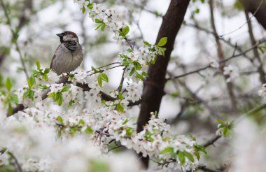 Serçe ve kuş kirazı, serçe ve çiçek ağacı, küçük kuş ve beyaz çiçekler, çiçek açan kuş kirazı.