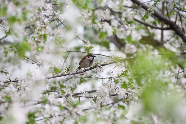 Vrabec Třešeň Vrabec Kvetoucí Strom Malý Ptáček Bílé Květy Kvetoucí — Stock fotografie