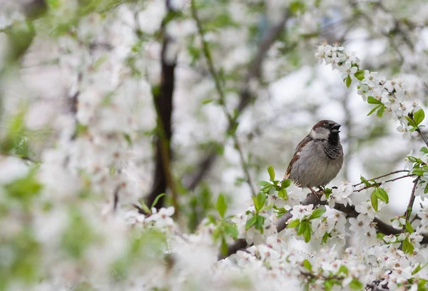 Mus Vogel Kers Mus Bloeiende Boom Kleine Vogel Witte Bloemen — Stockfoto