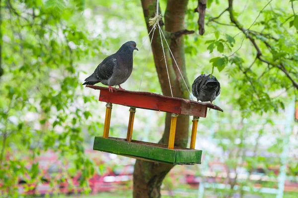 Taube Futterhäuschen Vögel Und Grüne Stadt — Stockfoto