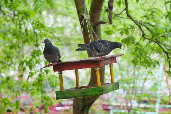 Taube Futterhäuschen Vögel Und Grüne Stadt — Stockfoto