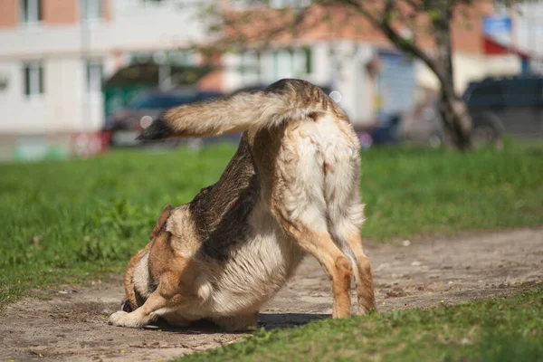 Yoga Hond Duitse Herder Yoga Hond Doet Yoga — Stockfoto