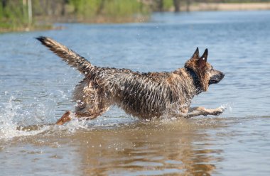 Nehirde yüzen bir köpek, gölde yüzen bir Alman çoban köpeği, açık bir günde sahilde yüzen bir köpek.