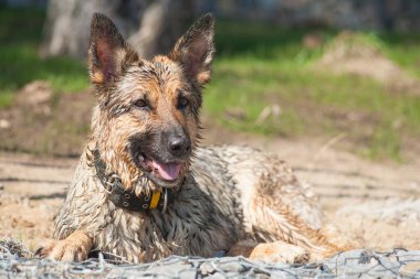 Bir Alman çoban köpeği kumun üzerinde yatıyor, çiğ bir köpek kumsalda güneşleniyor, bir köpek satın alındı ve kumsalda güneşleniyor..