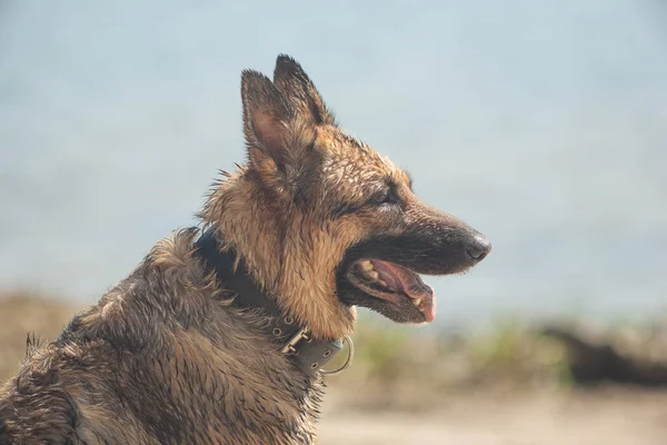 Bir Alman Çoban Köpeği Kumun Üzerinde Yatıyor Çiğ Bir Köpek — Stok fotoğraf