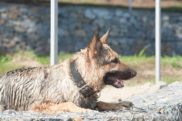 Ein Schäferhund Liegt Sand Ein Roher Hund Sonnt Sich Sand — Stockfoto