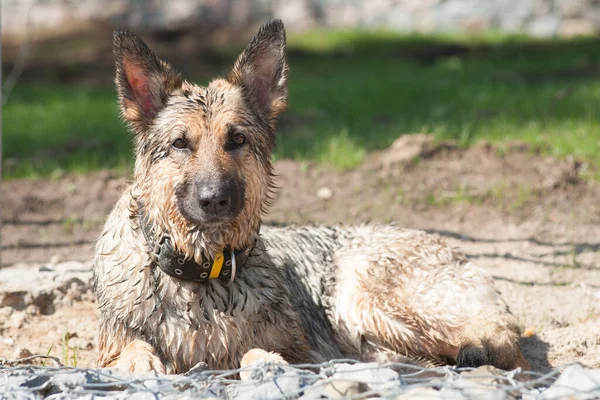 Seekor Anjing Jerman Tergeletak Atas Pasir Anjing Mentah Yang Berjemur — Stok Foto