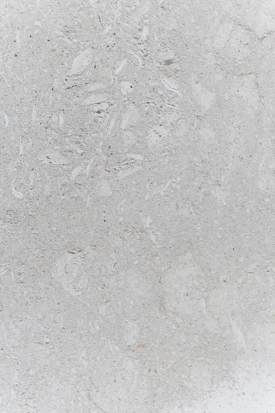 Κέλυφος Απολιθώματα Σκυρόδεμα Μοτίβο Φόντο Αφηρημένη Υφή Τοίχος Τραχύ Σχέδιο — Φωτογραφία Αρχείου