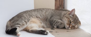 Kedicik beyaz arka planda güneşleniyor