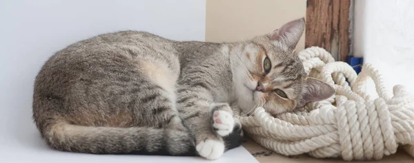 Gato Janela Está Deitado Numa Corda Branca — Fotografia de Stock