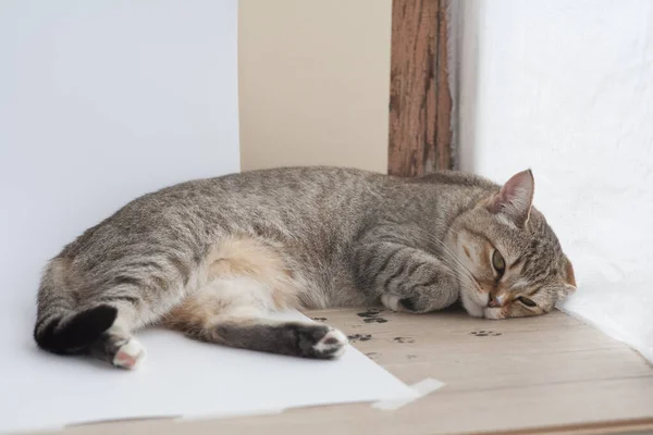 Kitty Prélasse Sur Fenêtre Sur Fond Blanc — Photo